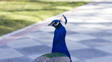 Parktaki güzel erkek tavus kuşu