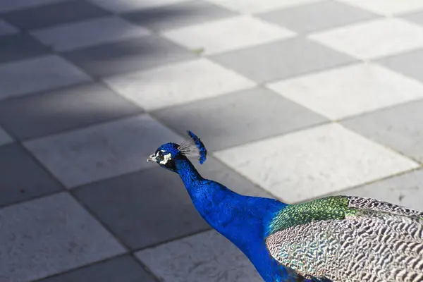 Beautiful Male Peacock Park — Stock Photo, Image