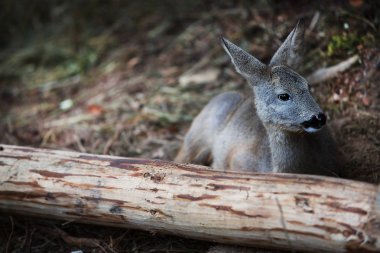 Güzel genç geyik ormanda dinleniyor.