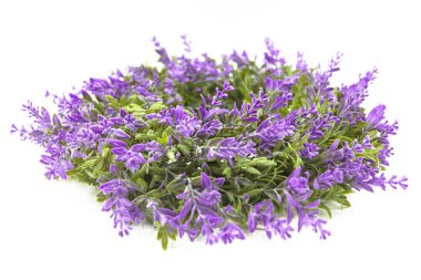 Çiçek açan lavanta çiçekleri beyaz arka planda izole edilmiş.