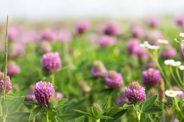 Clover field. Flowering clover. Beautiful trefoil flowers on a green background. Medicinal plant.