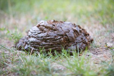 Yeşil çimlerde taze organik inek gübresi.