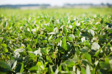 Fasulye tarlası. Yeşil olgunlaşmış soya tarlası, tarım arazisi..