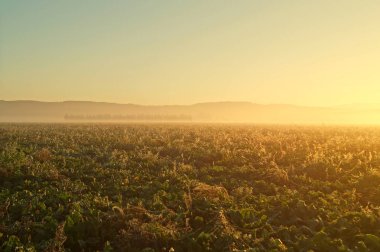 Sunrise on a meadow _