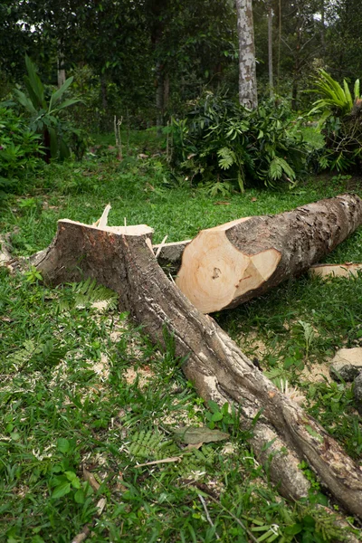Arbres Morts Arbres Coupés Dans Forêt — Photo