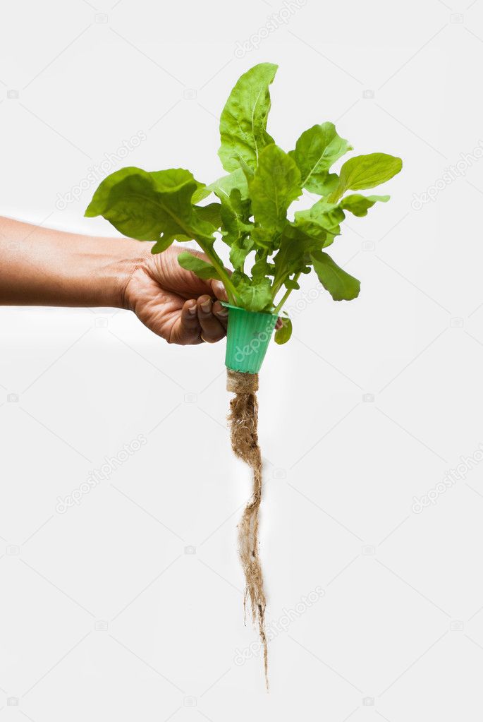 rocket leaves on a hand and white background