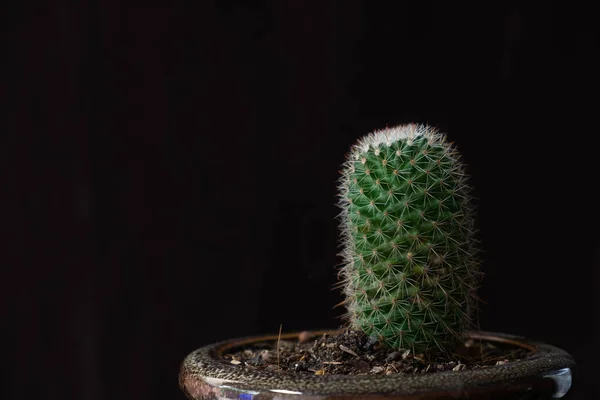 Kaktus na černém pozadí. — Stock fotografie