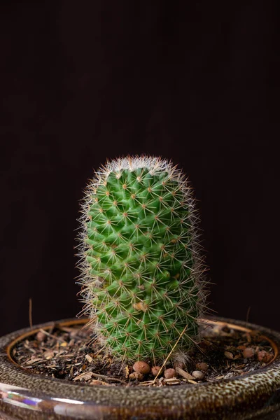 검은 배경에 있는 선인장. — 스톡 사진