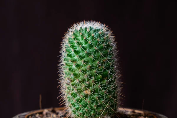 Close Van Cactus Zwarte Achtergrond — Stockfoto