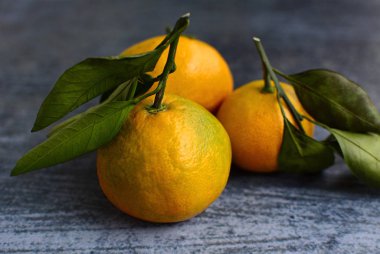 Gri-mavi arka planda yeşil filizli üç sulu mandalina.