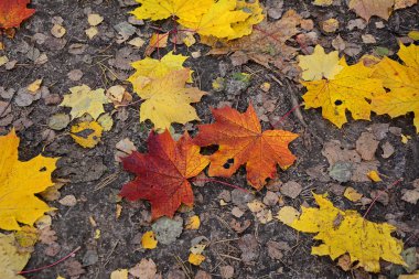 Yerdeki parlak akçaağaç yapraklarına yakın çekim.
