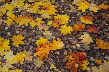 Yerdeki çok renkli akçaağaç yapraklarının görüntüsü.