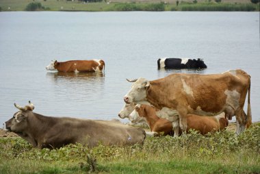 İnekler göletin kıyısında otlar..