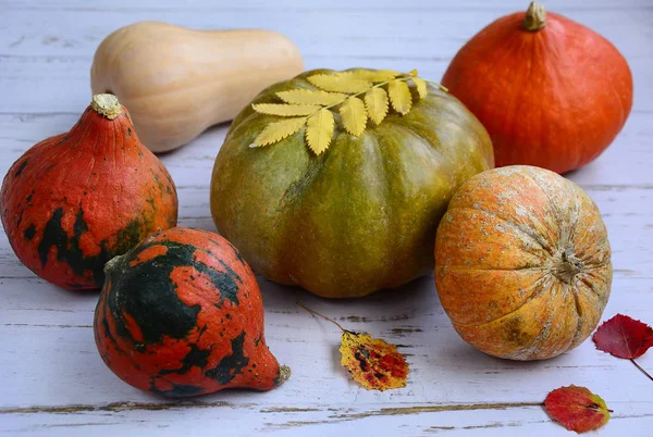 Pumpkins of different colors and shapes on a light wooden background. — Stockfoto