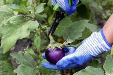 Hands in garden gloves that cut ripe juicy eggplant.