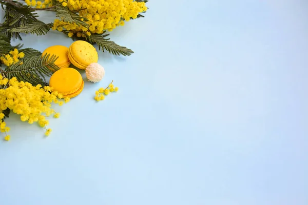 Branches of yellow mimosa, decorative hearts and yellow macaroon on a light blue background. Side space for text
