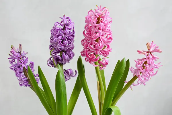 Twee bloemen van hyacinten van roze en lila kleur met groene bladeren op een lichte achtergrond — Stockfoto