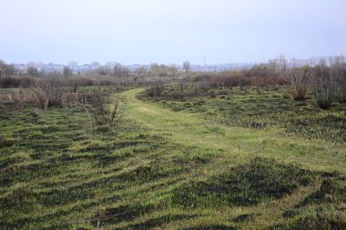 Baharda yanan bir çayırda filizlenen yeşil çimlerin manzarası. İnsan çevresel aktivitesi