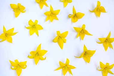 Beyaz arka planda sarı lale tomurcukları var. Yerleşim planı. Yukarıdan görüntüle