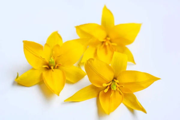 Flores Amarillas Tulipán Sobre Fondo Blanco Primer Plano — Foto de Stock