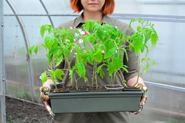 Eldiven giymiş kadın eller yeşil domates fidanlarını seranın arka planında tutuyor. Bahçe ve tarım