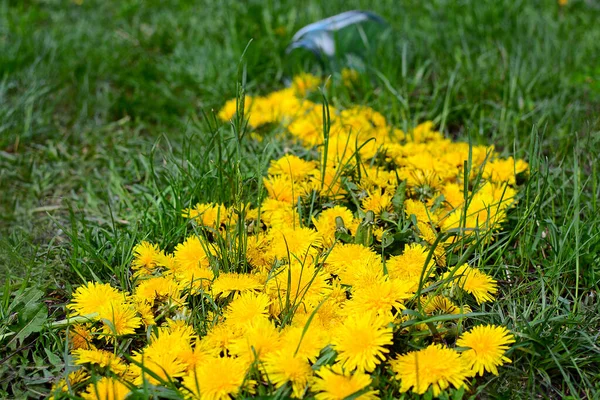 Dandelion flowers are scattered from a glass jar in the form of a yellow path on a background of green grass. Spring decor. Close up