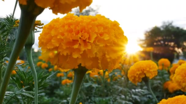 4 k︰ 美丽万寿菊鲜花在日落与阳光，领域倾斜拍摄 — 图库视频影像