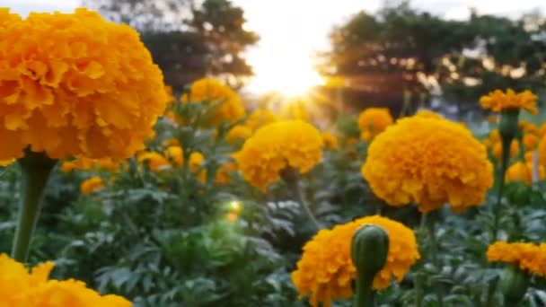 4k: vackra ringblomma blommor i fältet under solnedgången med solljus, Pan sköt — Stockvideo