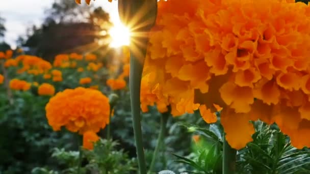 Hermosas flores de caléndula en el campo durante el atardecer con la luz del sol, Inclinación hacia arriba tiro — Vídeos de Stock
