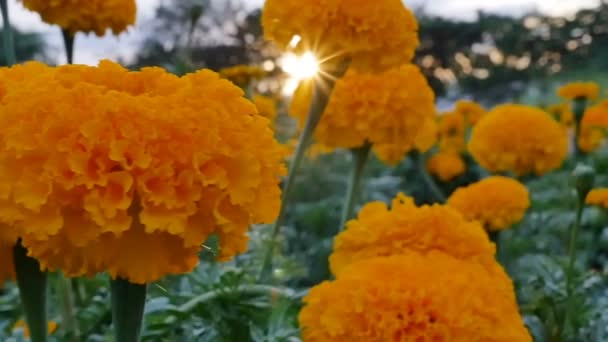 Vackra ringblomma blommor i fältet under solnedgången med solljus, Pan sköt — Stockvideo