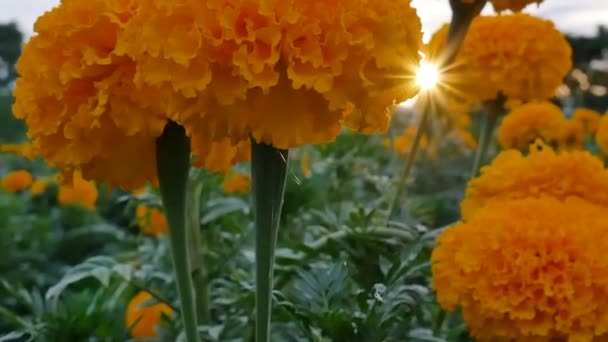 Spindel klättra på nätet till vackra ringblomma blommor i fältet under solnedgången, tilta upp skott — Stockvideo