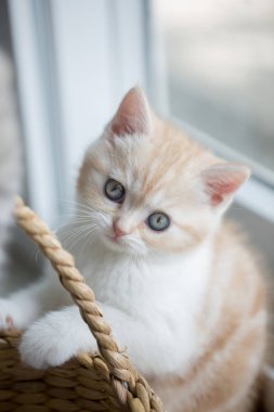 Basket oynayan sevimli tekir İskoç fold yavru kedi