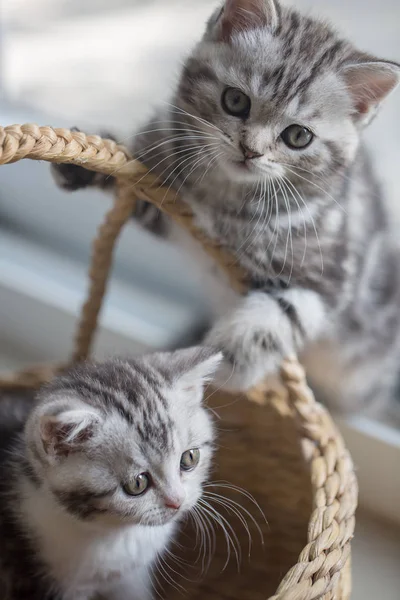 Lovely tabby Scottish fold kitten playing in the basket — стоковое фото