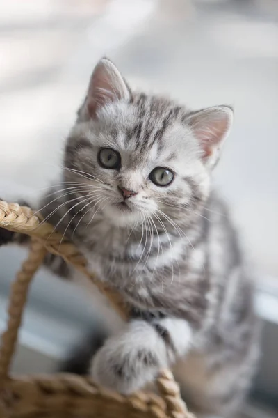 Adorável tabby escocês dobrar gatinho jogando na cesta — Fotografia de Stock