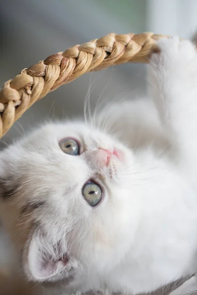 Mooie tabby scottish fold kitten spelen in de mand — Stockfoto