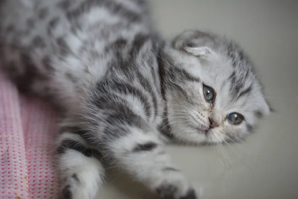 Adorável gato de mesa deitado no chão — Fotografia de Stock