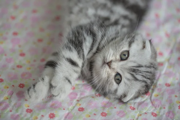 Krásná mourovatá kočka na podlaze — Stock fotografie
