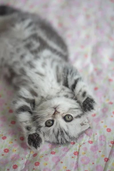 Mooie Cyperse kat tot op de vloer — Stockfoto