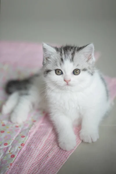 Adorável gato de mesa deitado no chão — Fotografia de Stock