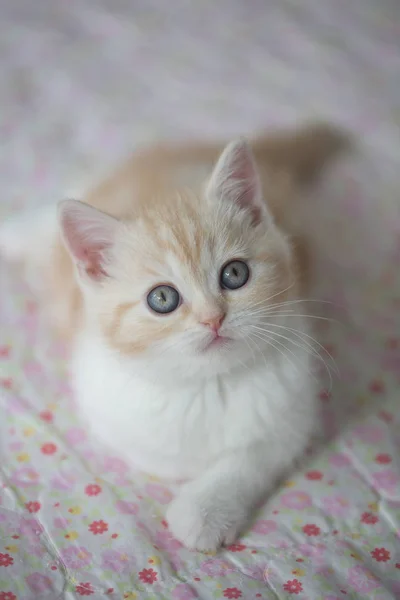 Lovely tabby cat laying on the floor — Stock Photo, Image