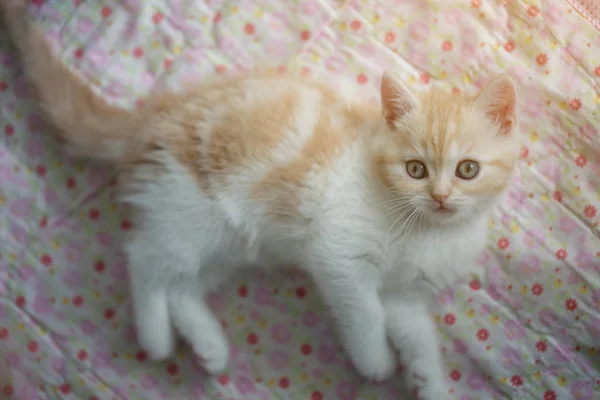 Mooie Cyperse kat tot op de vloer — Stockfoto