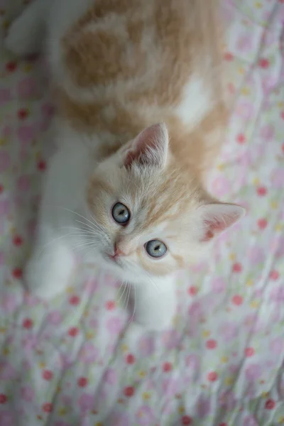 Sevimli tekir kedi yerde döşeme — Stok fotoğraf