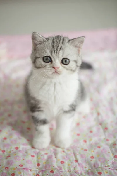 Adorável gato de mesa deitado no chão — Fotografia de Stock