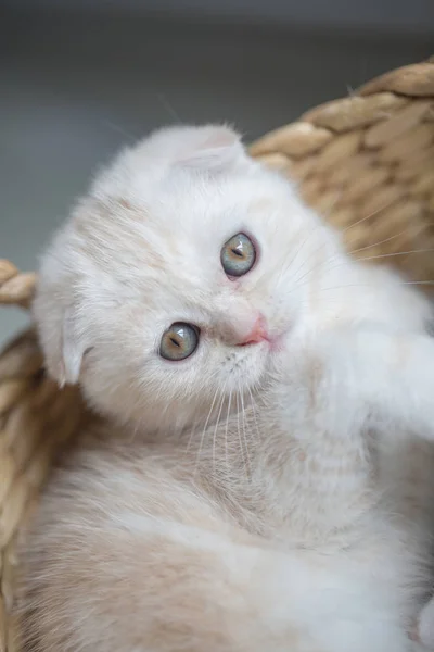 Lovely tabby Scottish fold kitten playing in the basket — стоковое фото