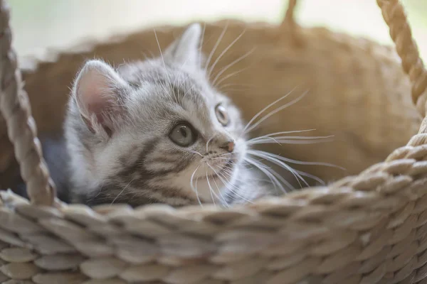 Mooie tabby scottish fold kitten spelen in de mand — Stockfoto