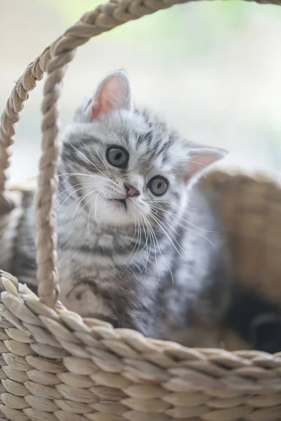 Charmant chaton pliant écossais tabby jouant dans le panier — Photo