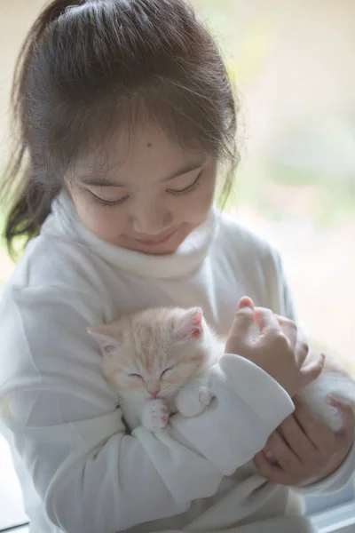 Gelukkig weinig Aziatisch meisje knuffelen mooie scottish fold kitten — Stockfoto