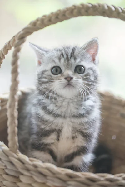 Precioso tabby escocés pliegue gatito jugando en la cesta — Foto de Stock