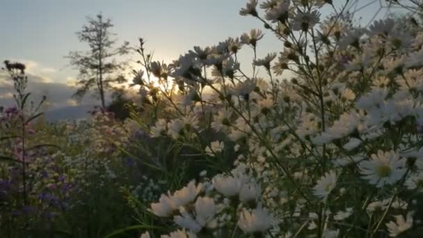 4K: Campo de flores con luz solar por la mañana, plano Pan — Vídeos de Stock