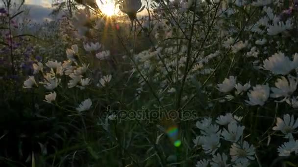 4K: Campo de flores con luz solar por la mañana, Inclinación hacia arriba tiro — Vídeo de stock